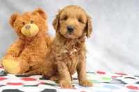 Austin, a female Miniature Goldendoodle for sale in Baltic, OH – Photo 3 of 4