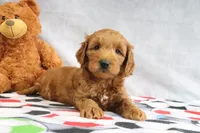Austin, a female Miniature Goldendoodle for sale in Baltic, OH – Photo 4 of 4