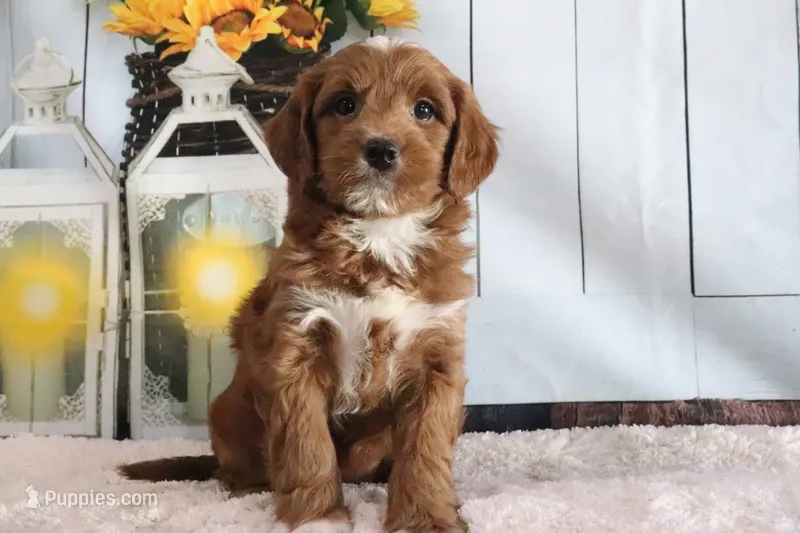 Marla – Miniature Goldendoodle puppy for sale in Baltic, OH