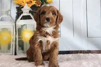 Marla, a female Miniature Goldendoodle for sale in Baltic, OH – 1 of 4