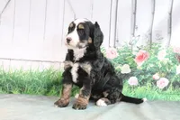 Molly, a female Miniature Bernedoodle for sale in Baltic, OH – 4 of 4