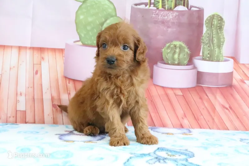 Phoenix – Miniature Goldendoodle puppy for sale in Baltic, OH
