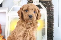 Buddy, a male Miniature Goldendoodle for sale in Baltic, OH – 1 of 4