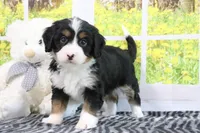 Raine, a female Miniature Bernedoodle for sale in Baltic, OH – 4 of 5