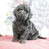 Valerina, a female Goldendoodle for sale in Baltic, OH – Photo 1 of 5