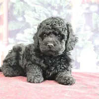 Valerina, a female Goldendoodle for sale in Baltic, OH – Photo 5 of 5