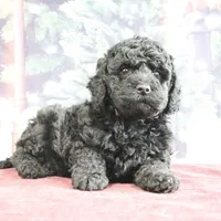 Valerina, a female Goldendoodle for sale in Baltic, OH – Photo 2 of 5