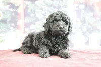 processed/ed698a79-dcaa-4b4a-9ebb-b255da0c728e/listing/ff4ae1ba-8d00-4883-a35d-5eef34a9c057/81b68e80-49ce-4b96-8b70-d91a3a837ea9