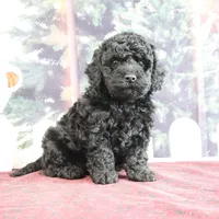 Valerina, a female Goldendoodle for sale in Baltic, OH – Photo 4 of 5