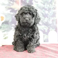 Valerina, a female Goldendoodle for sale in Baltic, OH – Photo 3 of 5