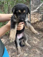 Delta, a female German Shepherd Dog for sale in Evans, GA – 1 of 2