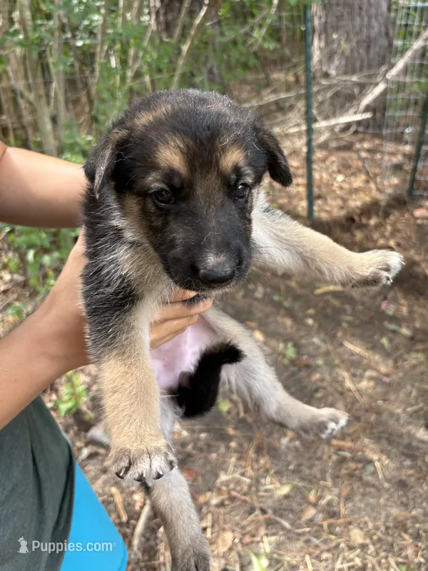 Dawn – German Shepherd Dog puppy for sale in Evans, GA
