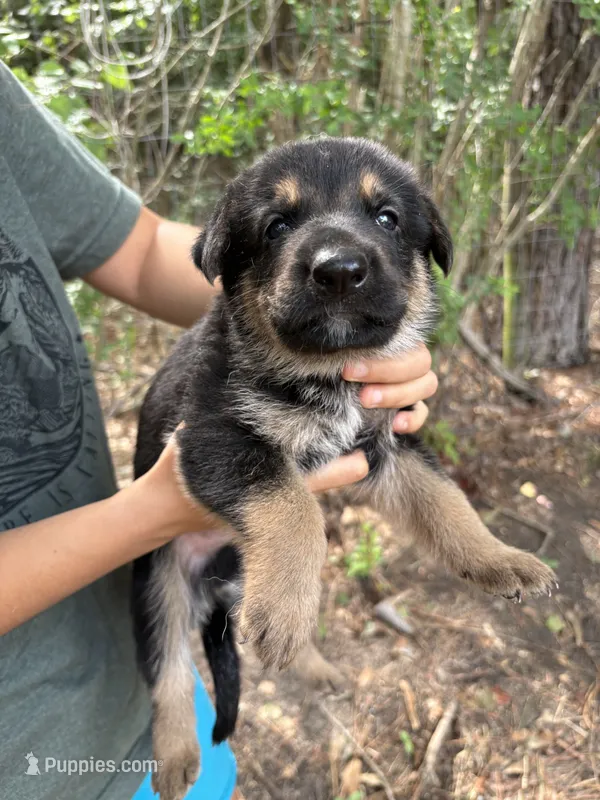 Charlie – German Shepherd Dog puppy for sale in Evans, GA