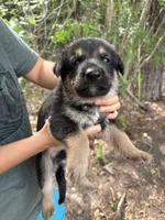 Charlie, a male German Shepherd Dog for sale in Evans, GA – 1 of 2