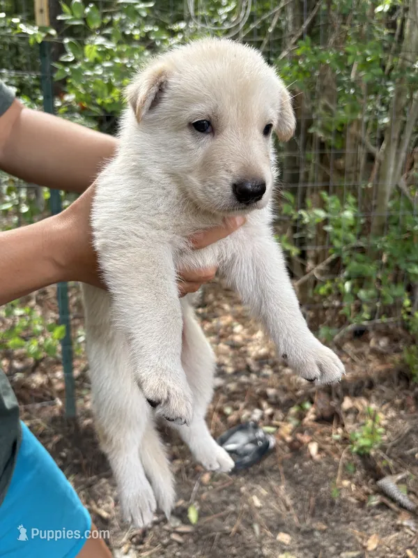 Snowy – German Shepherd Dog puppy for sale in Evans, GA