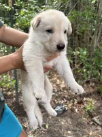 Snowy, a female German Shepherd Dog for sale in Evans, GA – 1 of 2
