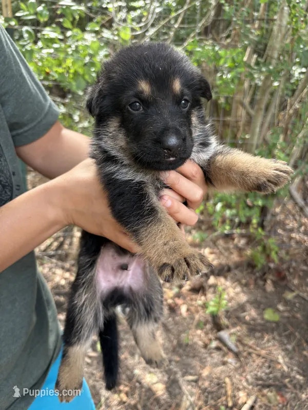 Bo – German Shepherd Dog puppy for sale in Evans, GA