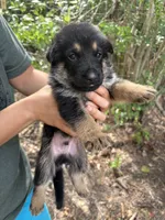 Bo, a male German Shepherd Dog for sale in Evans, GA – 1 of 2