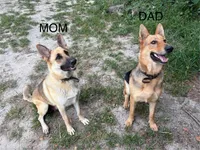 Bo, a male German Shepherd Dog for sale in Evans, GA – 2 of 2