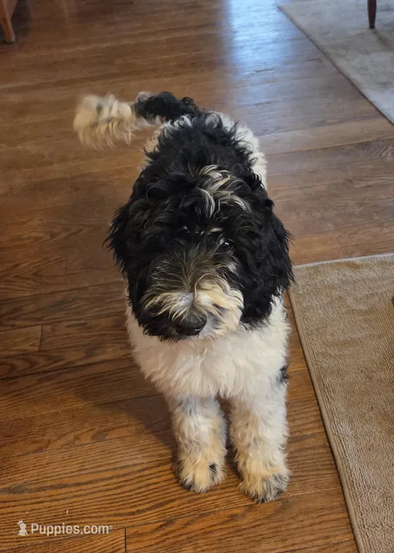 Bunny – Labradoodle puppy for sale in Monroe, VA