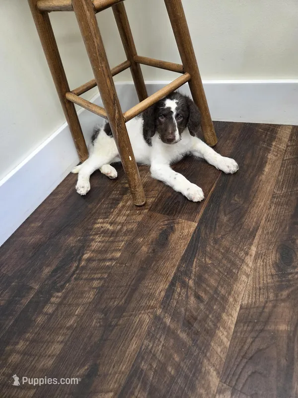 Penelope – Labradoodle puppy for sale in Monroe, VA