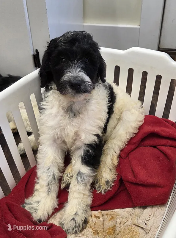 Harley, a female Labradoodle for sale in Monroe, VA – Photo 1 of 1