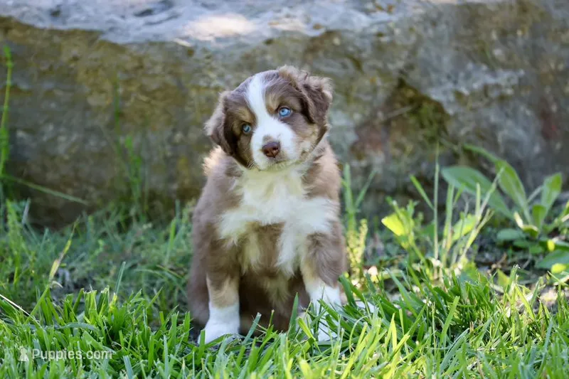 Molly – Australian Shepherd puppy for sale in Paxico, KS