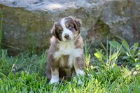Molly, a female Australian Shepherd for sale in Paxico, KS – 1 of 4