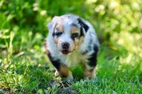 Dixie, a female Australian Shepherd for sale in Paxico, KS – 3 of 3