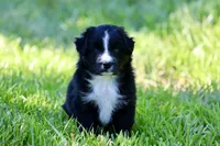 Theo, a male Australian Shepherd for sale in Paxico, KS – 4 of 4