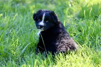 Theo, a male Australian Shepherd for sale in Paxico, KS – 3 of 4
