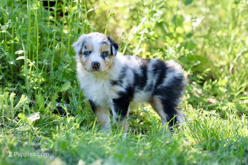 Dixie – Australian Shepherd puppy for sale in Paxico, KS