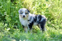Dixie, a female Australian Shepherd for sale in Paxico, KS – 1 of 3