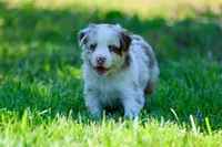 Trudy, a female Australian Shepherd for sale in Paxico, KS – 2 of 4