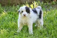 Landry, a male Australian Shepherd for sale in Paxico, KS – 1 of 4