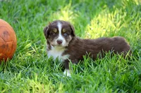 Milo, a male Australian Shepherd for sale in Paxico, KS – 4 of 4