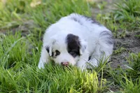 Landry, a male Australian Shepherd for sale in Paxico, KS – 2 of 4