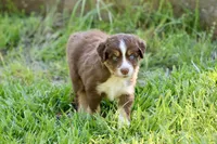 Milo, a male Australian Shepherd for sale in Paxico, KS – 2 of 4