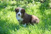 Molly, a female Australian Shepherd for sale in Paxico, KS – 4 of 4