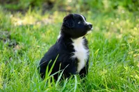 Theo, a male Australian Shepherd for sale in Paxico, KS – 2 of 4