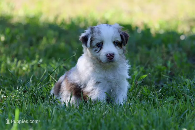 Trudy – Australian Shepherd puppy for sale in Paxico, KS