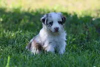 Trudy, a female Australian Shepherd for sale in Paxico, KS – 1 of 4