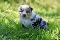Dixie, a female Australian Shepherd for sale in Paxico, KS – 2 of 3
