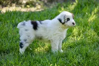 Landry, a male Australian Shepherd for sale in Paxico, KS – 4 of 4