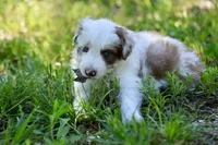 Jude, a male Australian Shepherd for sale in Paxico, KS – 3 of 3