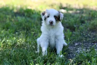 Jude, a male Australian Shepherd for sale in Paxico, KS – 2 of 3