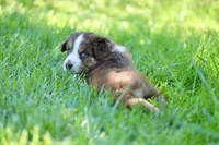 Molly, a female Australian Shepherd for sale in Paxico, KS – 2 of 4