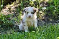 Trudy, a female Australian Shepherd for sale in Paxico, KS – 4 of 4