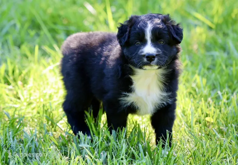 Theo – Australian Shepherd puppy for sale in Paxico, KS
