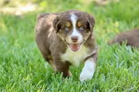 Milo, a male Australian Shepherd for sale in Paxico, KS – 3 of 4